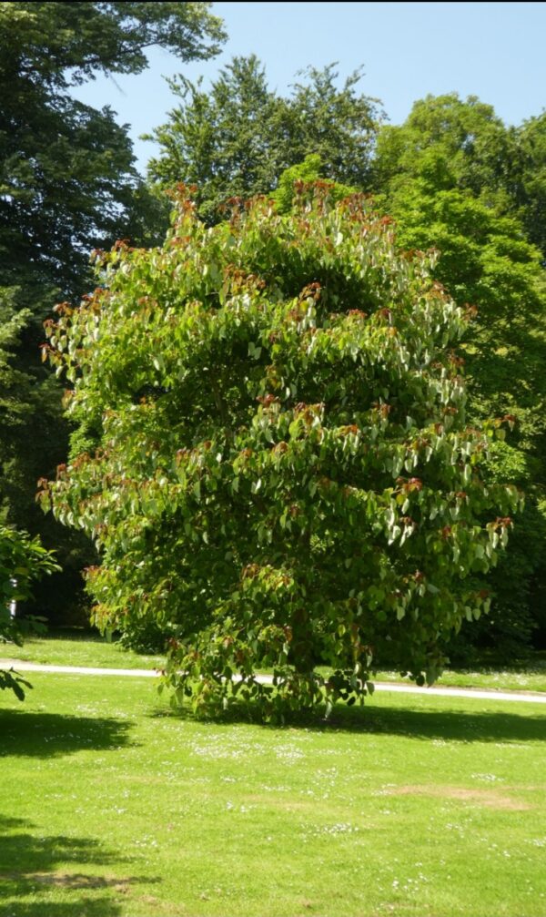 Idesia polycarpa