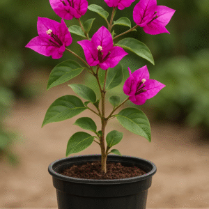Bugenwilla (Bougainvillea) – egzotyczny pnącz z kolorowymi przylistkami