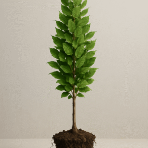Grab pospolity 'Fastigiata' - Carpinus betulus 'Fastigiata' - Sadzonka w doniczce, pokrój kolumnowy