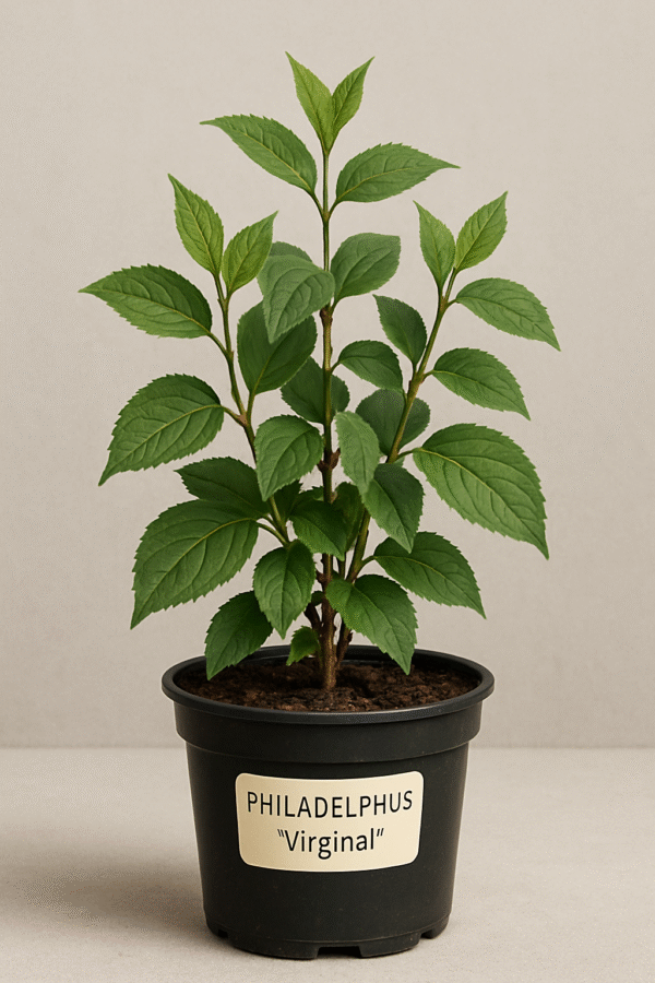Jaśminowiec wonny 'Virginal' - Philadelphus 'Virginal' - Kwiaty Pełne, Sadzonka w Doniczce