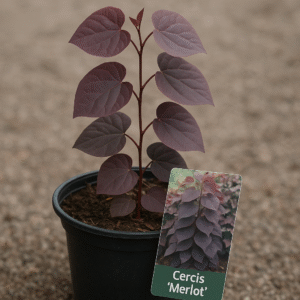 Judaszowiec kanadyjski 'Merlot' - Cercis canadensis 'Merlot' - Wyjątkowa, fioletowolistna odmiana, sadzonka w doniczce