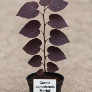 Judaszowiec wschodni 'Merlot' - Cercis canadensis 'Merlot' - Sadzonka ozdobna w doniczce