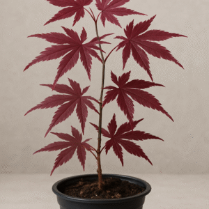 Klon palmowy 'Atropurpureum' – Acer palmatum 'Atropurpureum' – Purpurowa ozdoba ogrodu, sadzonka w pojemniku