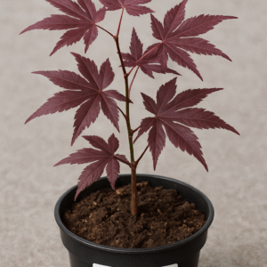 Klon palmowy 'Bloodgood' – Acer palmatum 'Bloodgood' – Sadzonka do ogrodu, dekoracyjna forma czerwonolistna