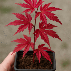 Klon palmowy 'Firecracker' - Acer palmatum 'Firecracker' - Ognista Odmiana o Postrzępionych Liściach, Sadzonka