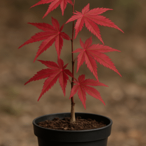 Klon palmowy 'Fireglow' - Acer palmatum 'Fireglow' - Sadzonka w Doniczce