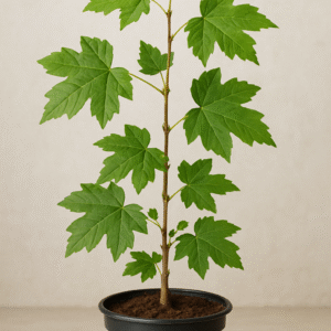 Klon polny – Acer campestre – Sadzonka drzewna