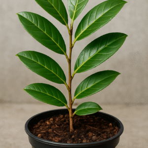 Laurowiśnia wschodnia 'Zabel' - Prunus laurocerasus 'Zabel' - Sadzonka w Doniczce