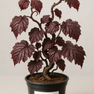 Leszczyna pospolita 'Red Majestic' - Corylus avellana 'Red Majestic' - Sadzonka w doniczce, pokrój parasolowaty, czerwone liście