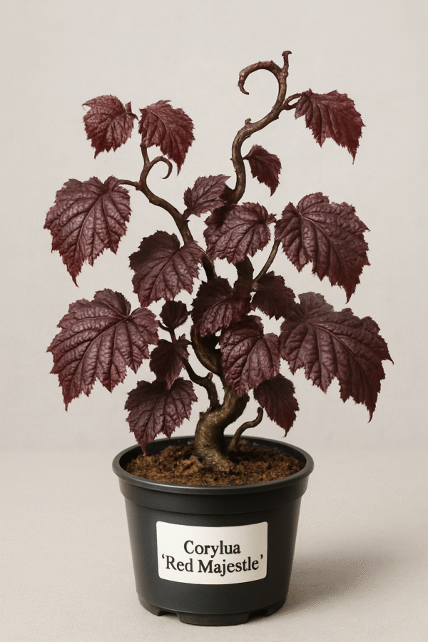 Leszczyna pospolita 'Red Majestic' - Corylus avellana 'Red Majestic' - Sadzonka w doniczce, pokrój parasolowaty, czerwone liście
