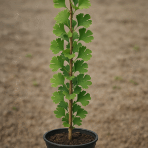 Miłorząb dwuklapowy 'Fastigiata' - Ginkgo biloba 'Fastigiata' - Pokrój Kolumnowy, Sadzonka w Doniczce
