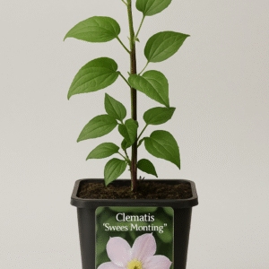 Powojnik 'Sweet Morning'™ - Clematis 'Sweet Morning'™ - Pnącze Ozdobne, Sadzonka w Doniczce