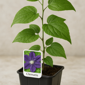 Powojnik Clematis - Clematis - Pnącze Ozdobne, Sadzonka