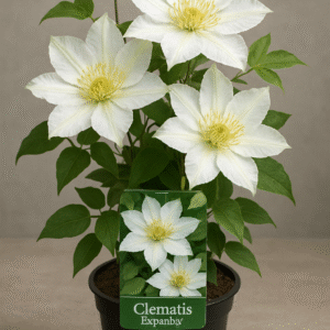 Powojnik wielkokwiatowy 'Expander' – Clematis 'Expander' – efektowna bylina pnąca, sadzonka w doniczce