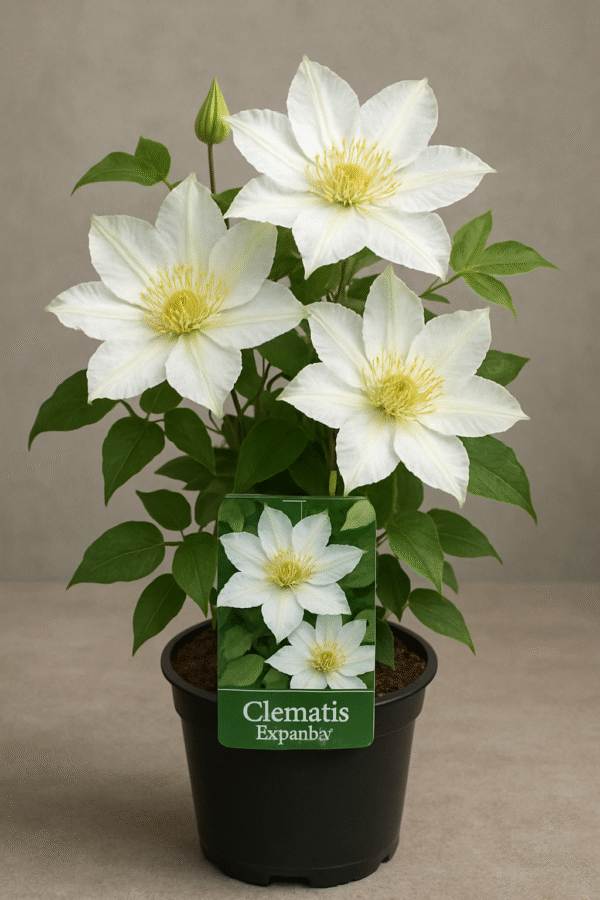 Powojnik wielkokwiatowy 'Expander' – Clematis 'Expander' – efektowna bylina pnąca, sadzonka w doniczce