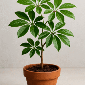 Schefflera (Heptapleurum arboricola) – Popularna Roślina Doniczkowa, Sadzonka