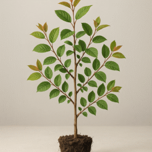 Świdośliwa Lamarcka – Amelanchier lamarckii – Krzew Owocowy i Ozdobny