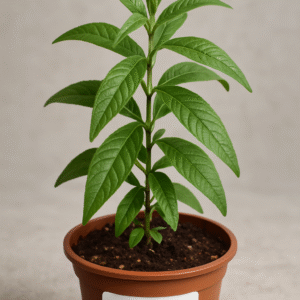Werbena cytrynowa (Lippia citriodora) – Aloysia citrodora – Aromatyczna Sadzonka z Silnym Cytrynowym Zapachem
