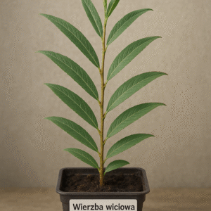 Wierzba wiciowa - Salix elaeagnos - Sadzonka w Doniczce